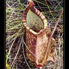 Insektenkiller Nepenthes