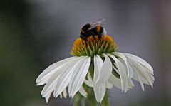 Insektenlandeplatz