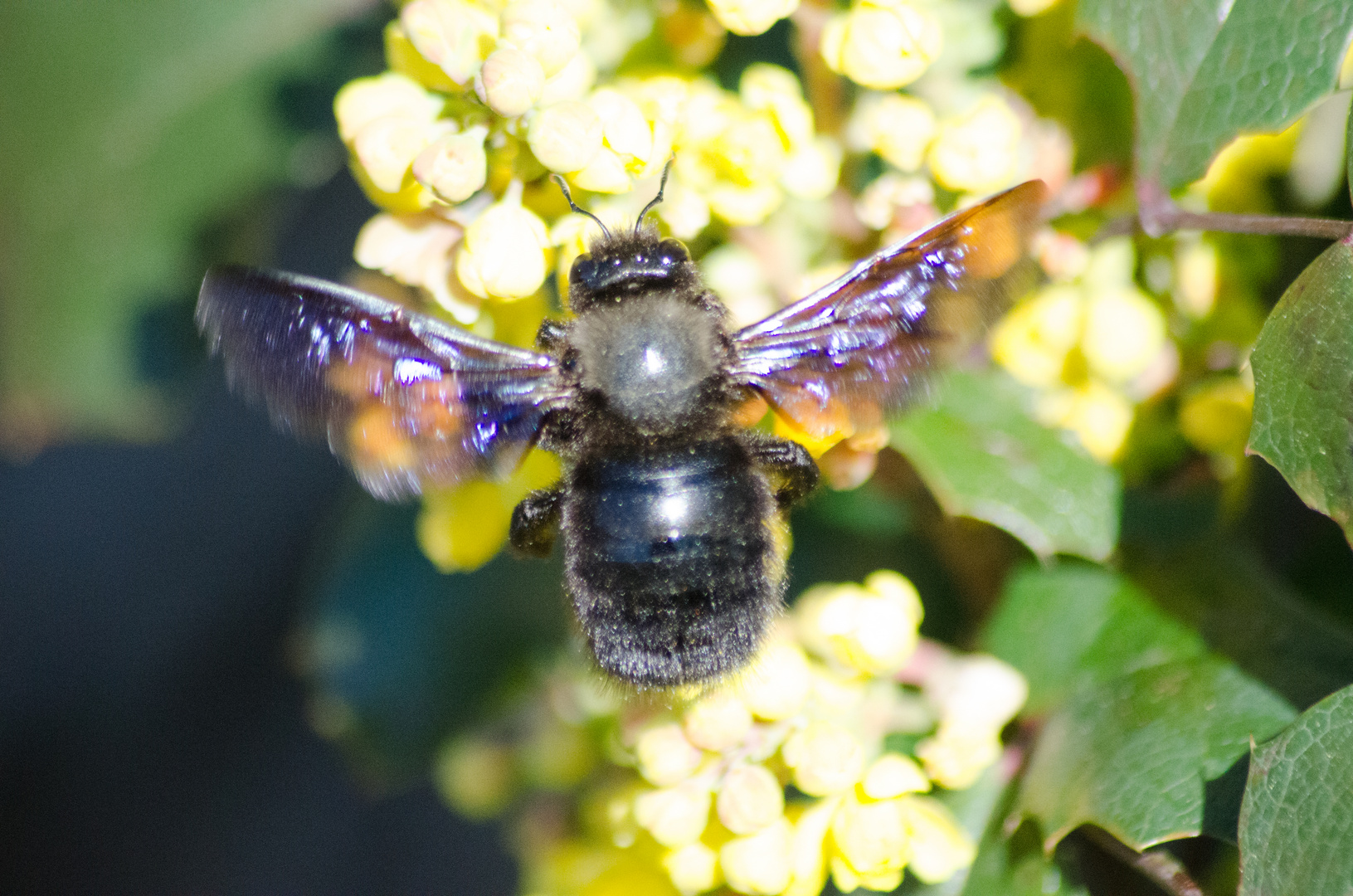 Insektenleben