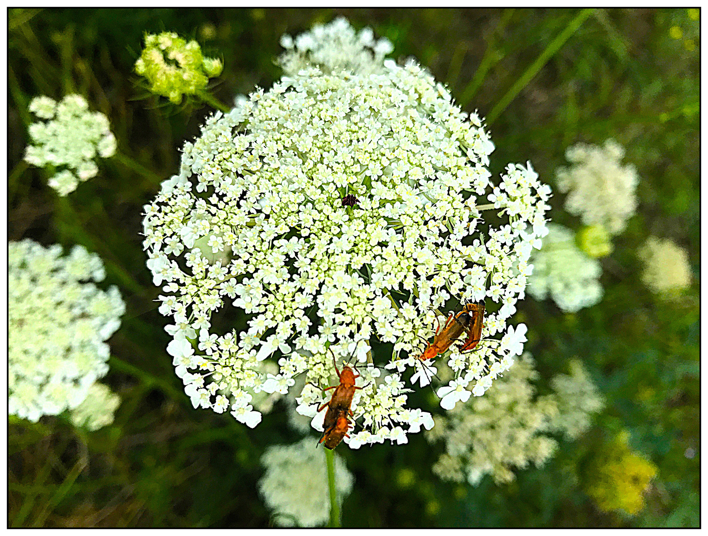 Insektenliebe