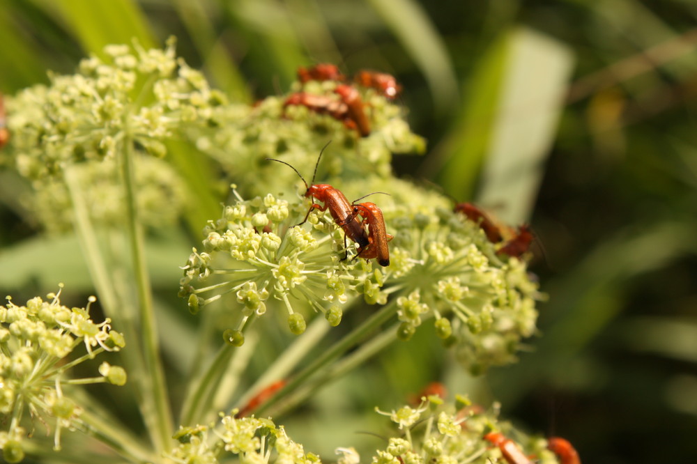 Insektenliebe