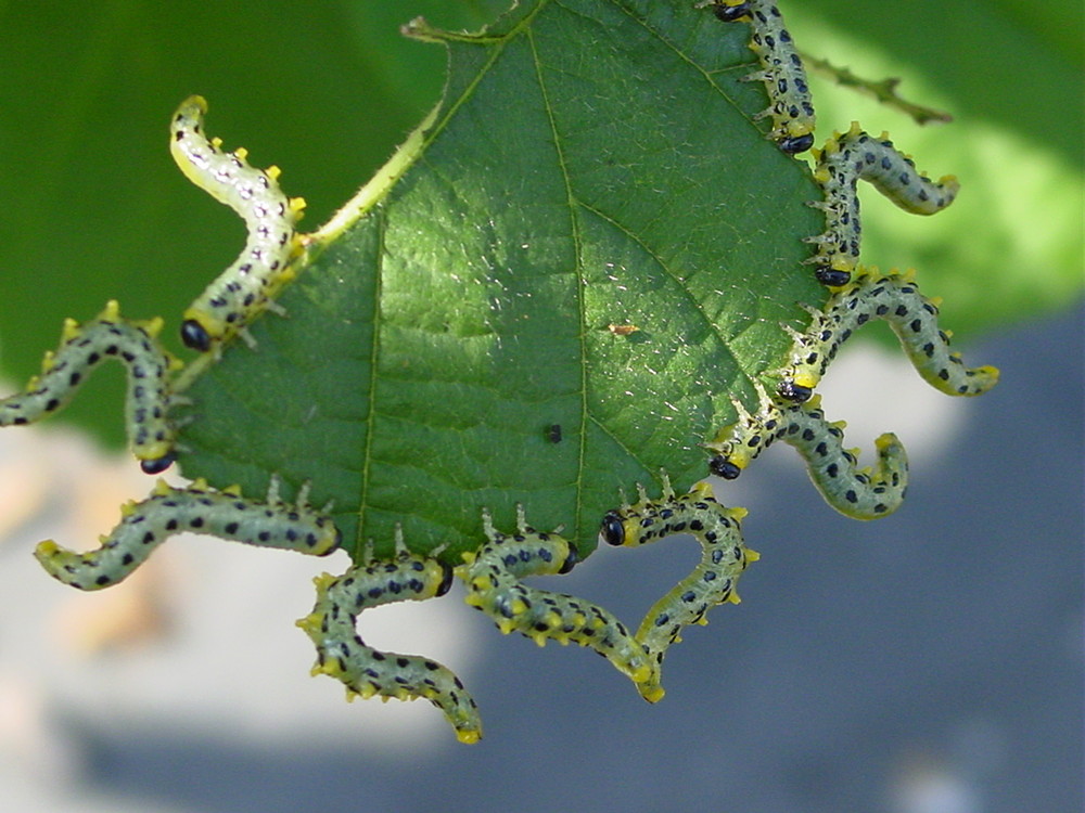 Insektenliebe von Wolfgang von der Hocht