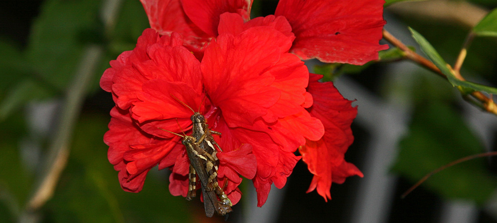 INSEKTENLIEBE IM BLUMENPARADIES-KOH SAMUI