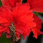 INSEKTENLIEBE IM BLUMENPARADIES-KOH SAMUI