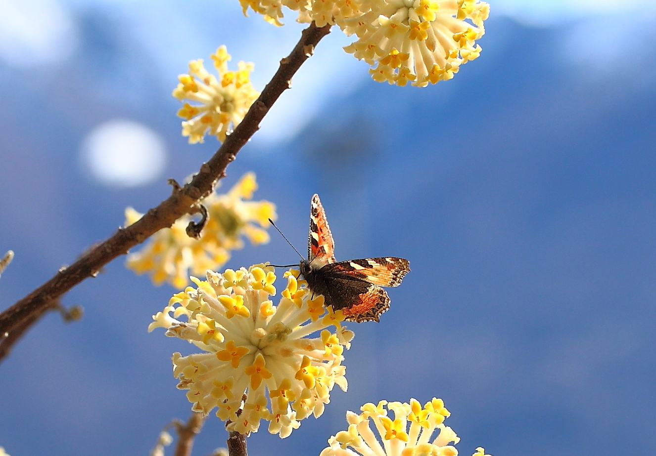 Insektenmagnet......