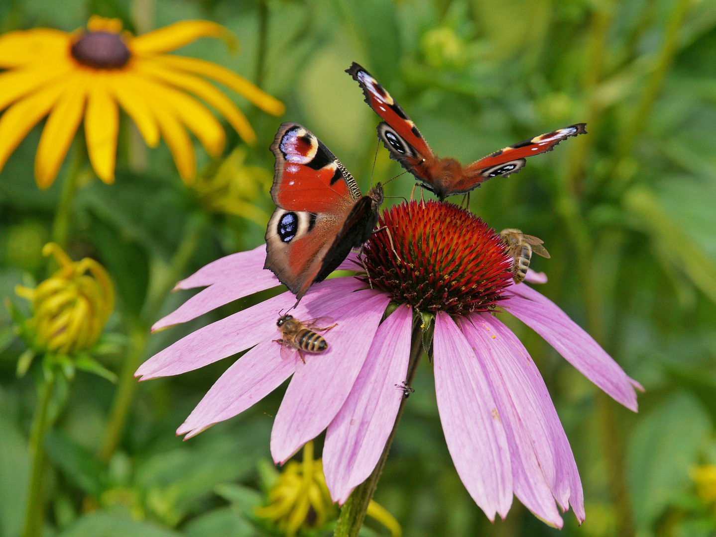 Insektenmagnet