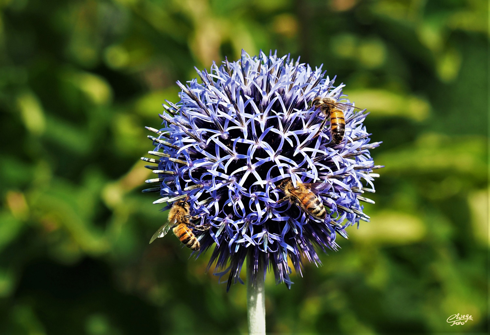 Insektenmagnet Kugeldistel