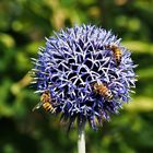 Insektenmagnet Kugeldistel