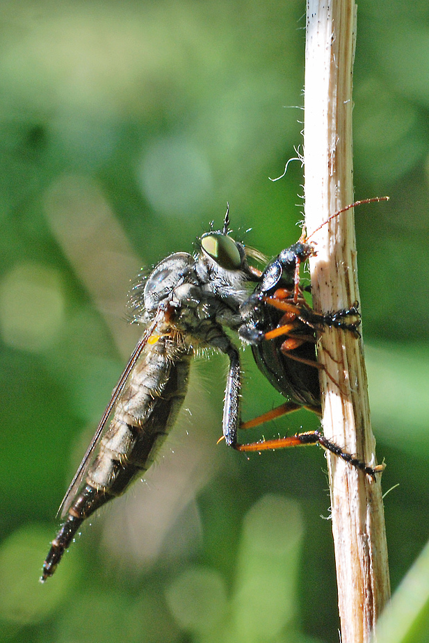 insektenmahlzeit