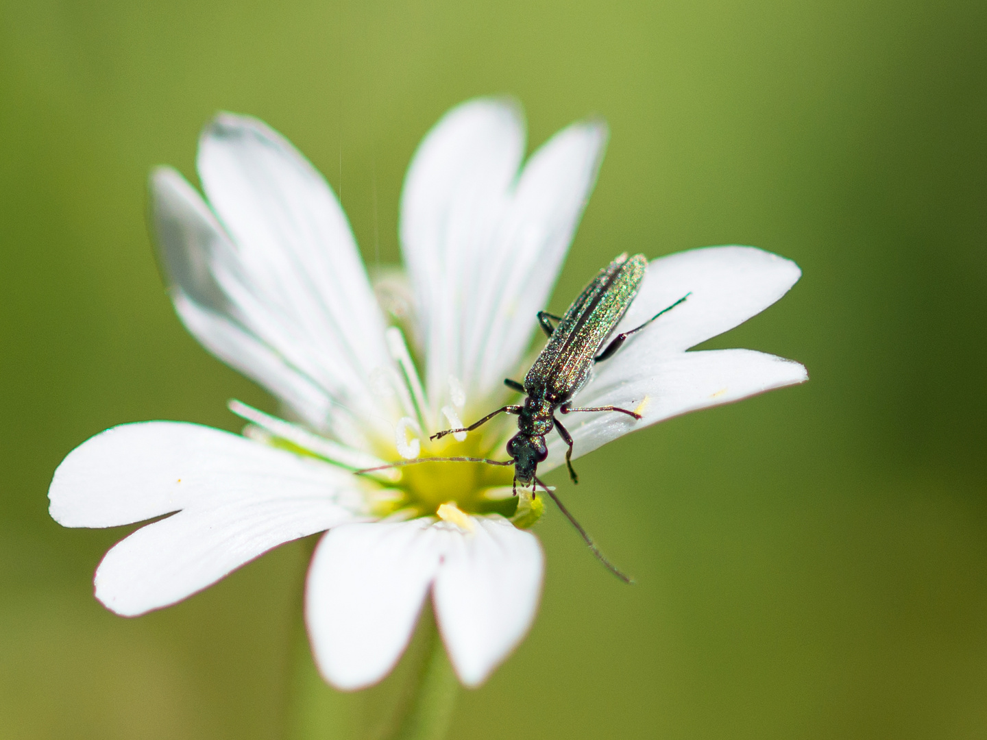 Insektenmahlzeit