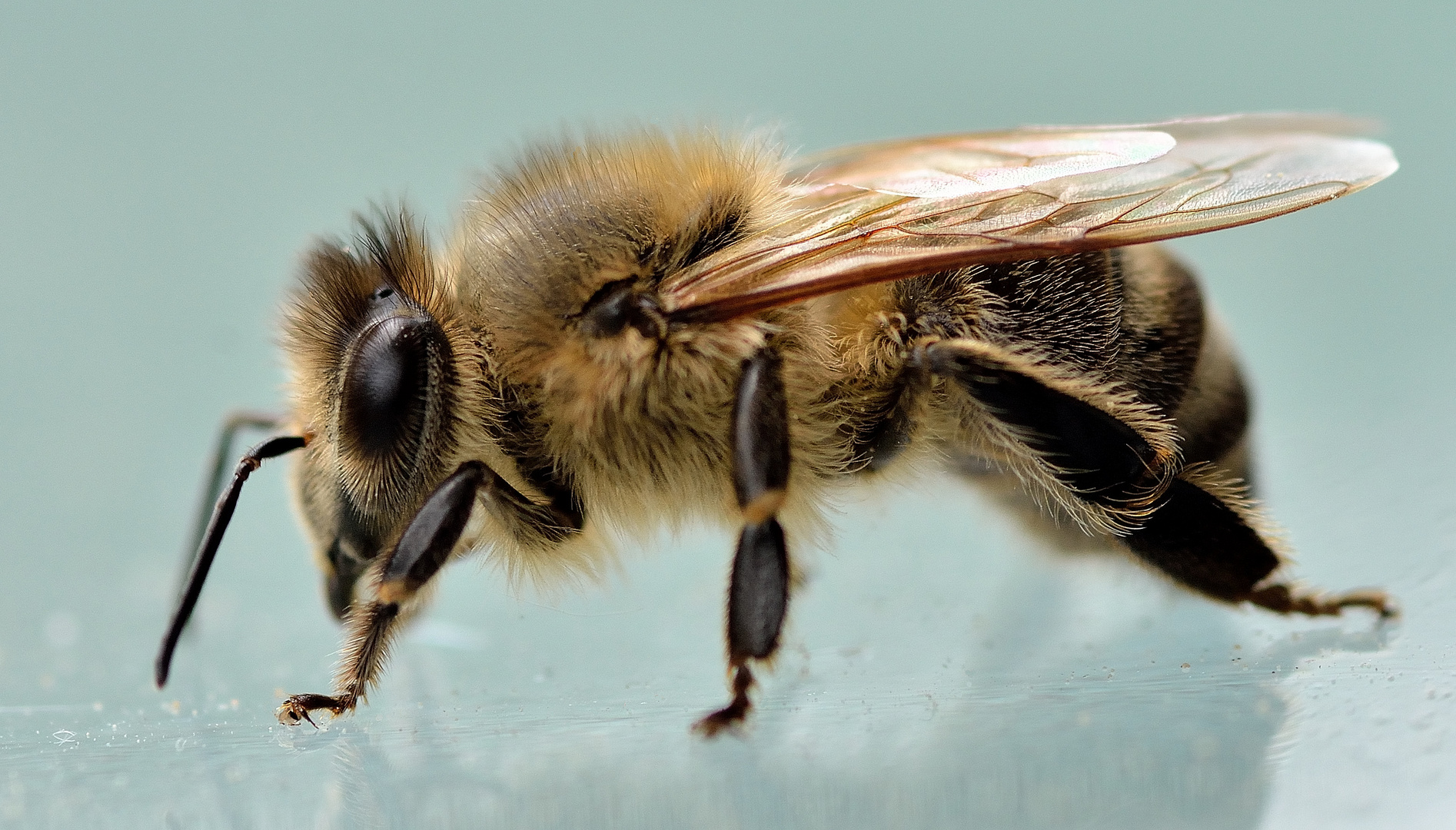 Insektenmakro