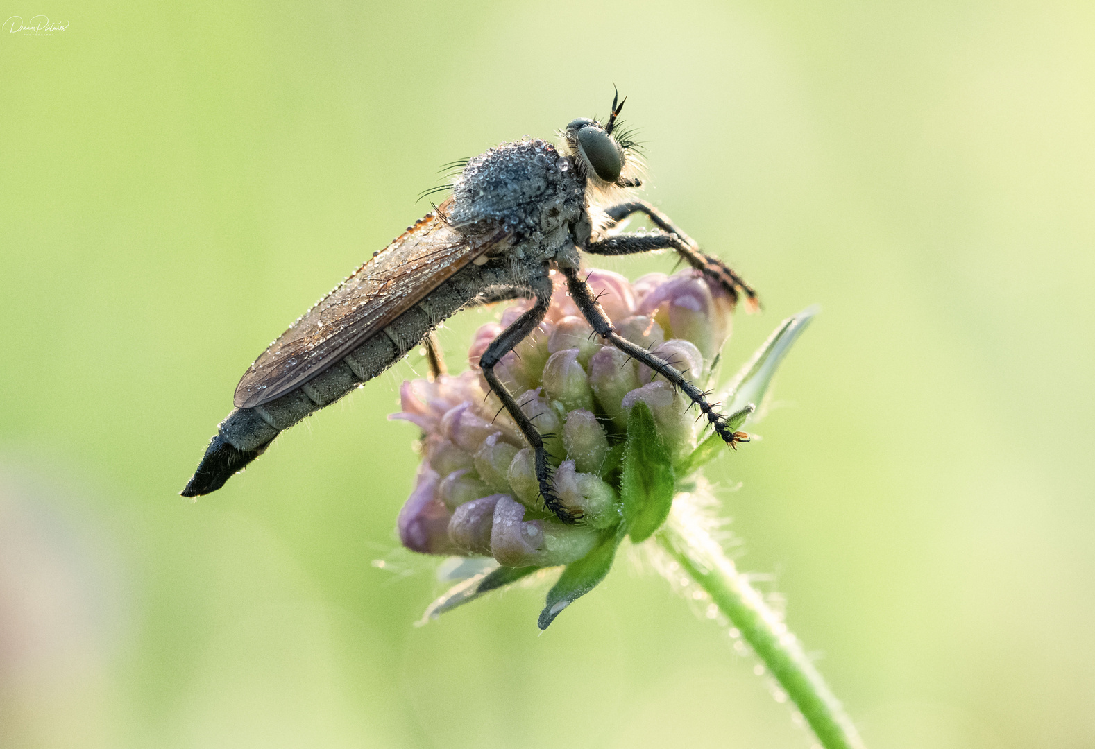 Insektenmakro