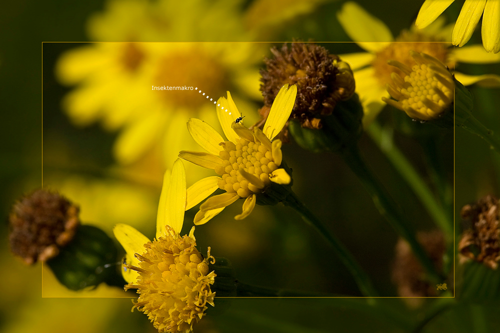 :-) Insektenmakro (-: