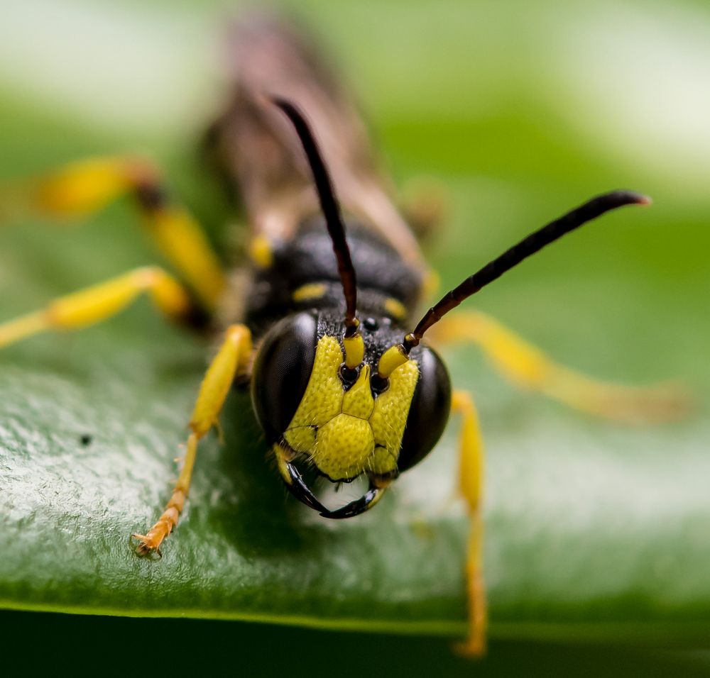 Insektenmakro