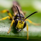 Insektenmakro