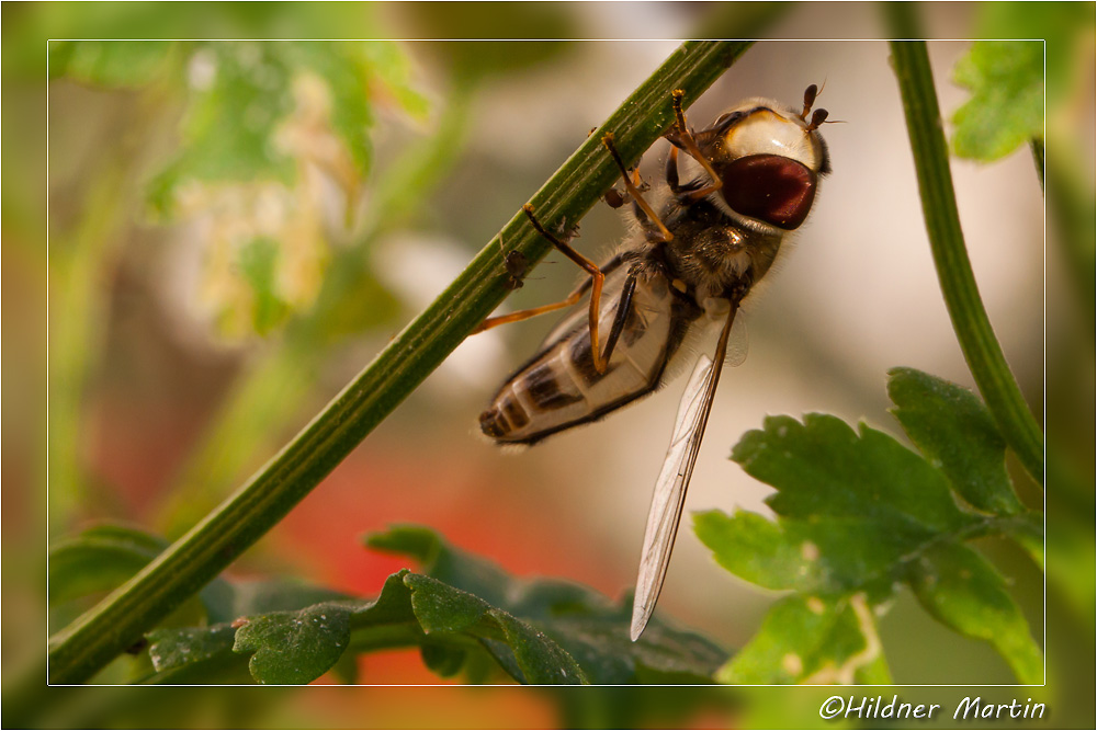 Insektenmakro