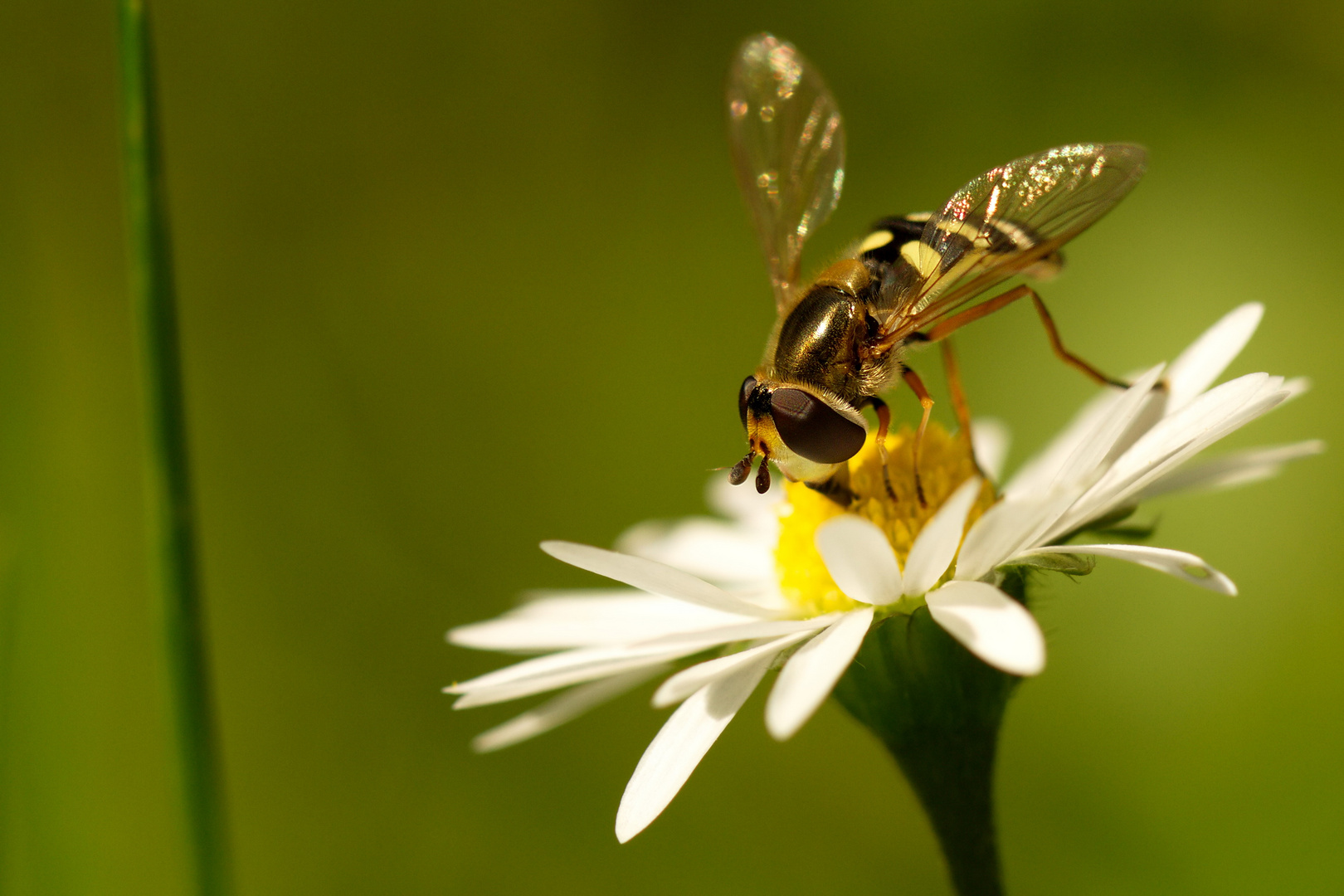 Insektenmakro