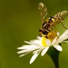 Insektenmakro