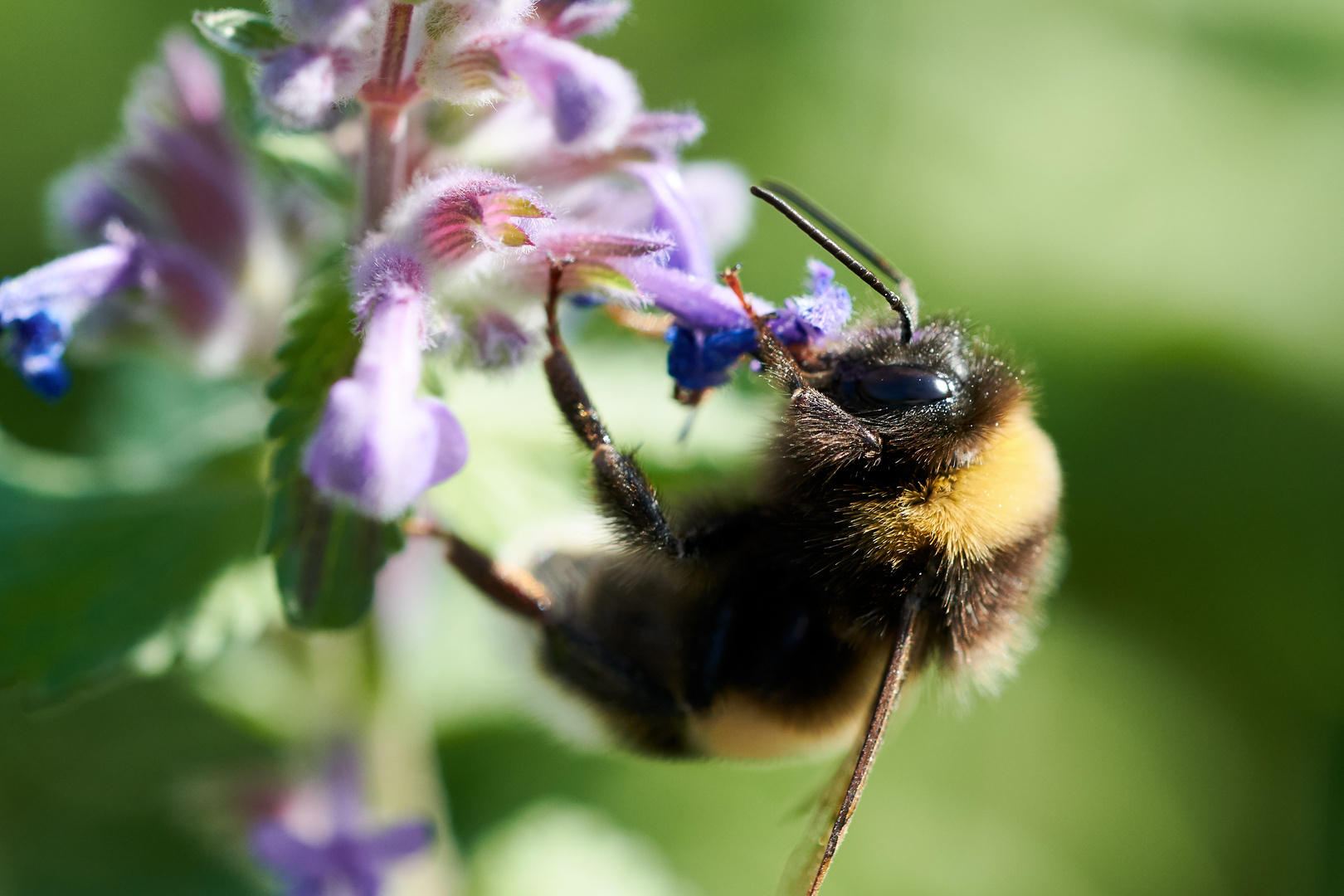 Insektenmakro