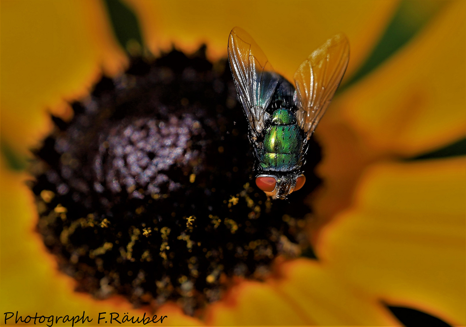 Insekten...Makro