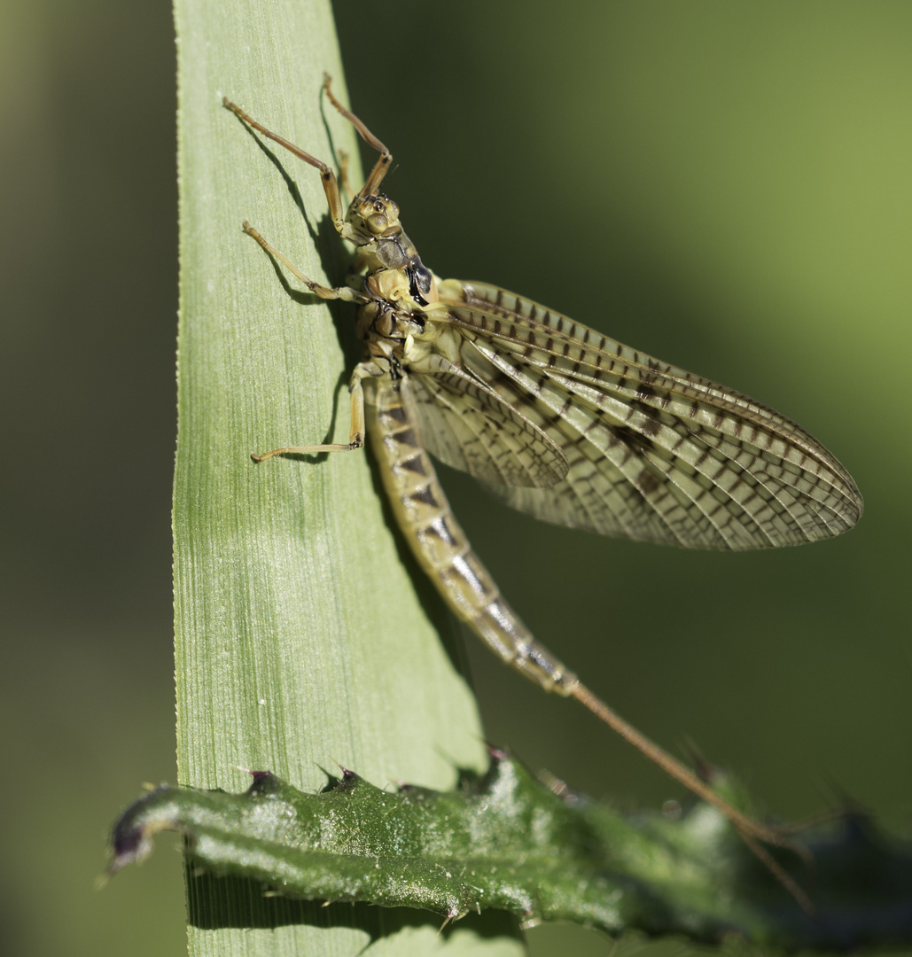 Insektenmakro