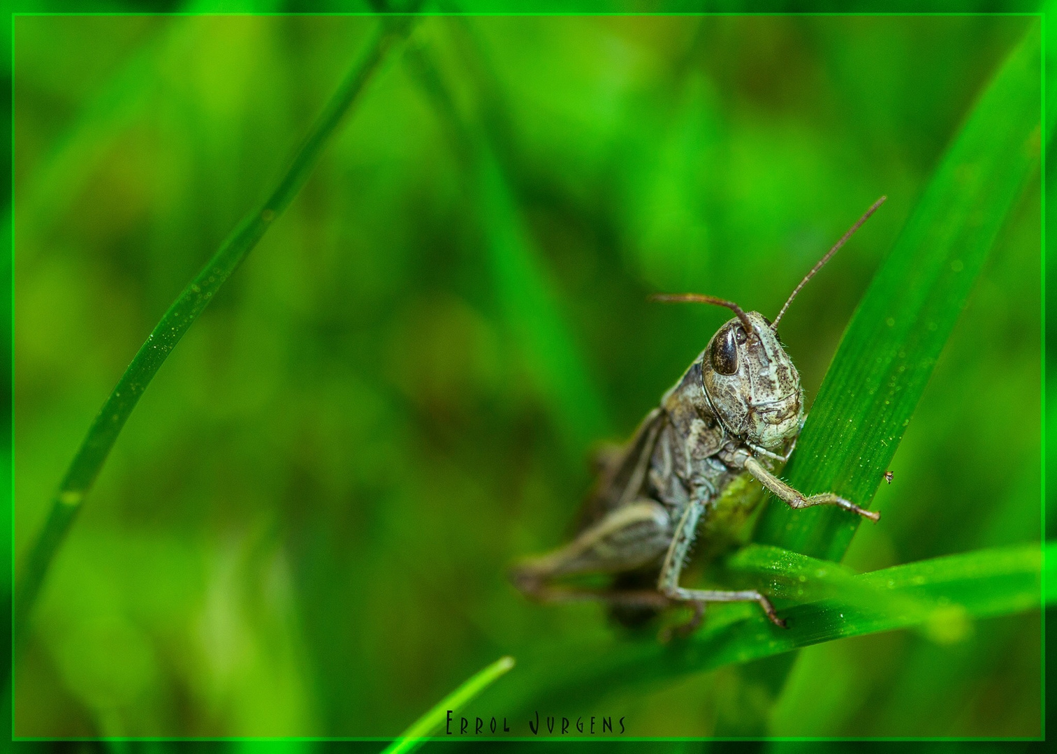 Insektenmakro