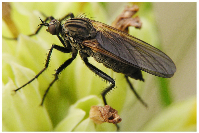 Insektenmakro - Raubfliege oder Tanzfliege wer weis es ?