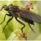 Insektenmakro - Raubfliege oder Tanzfliege wer weis es ?