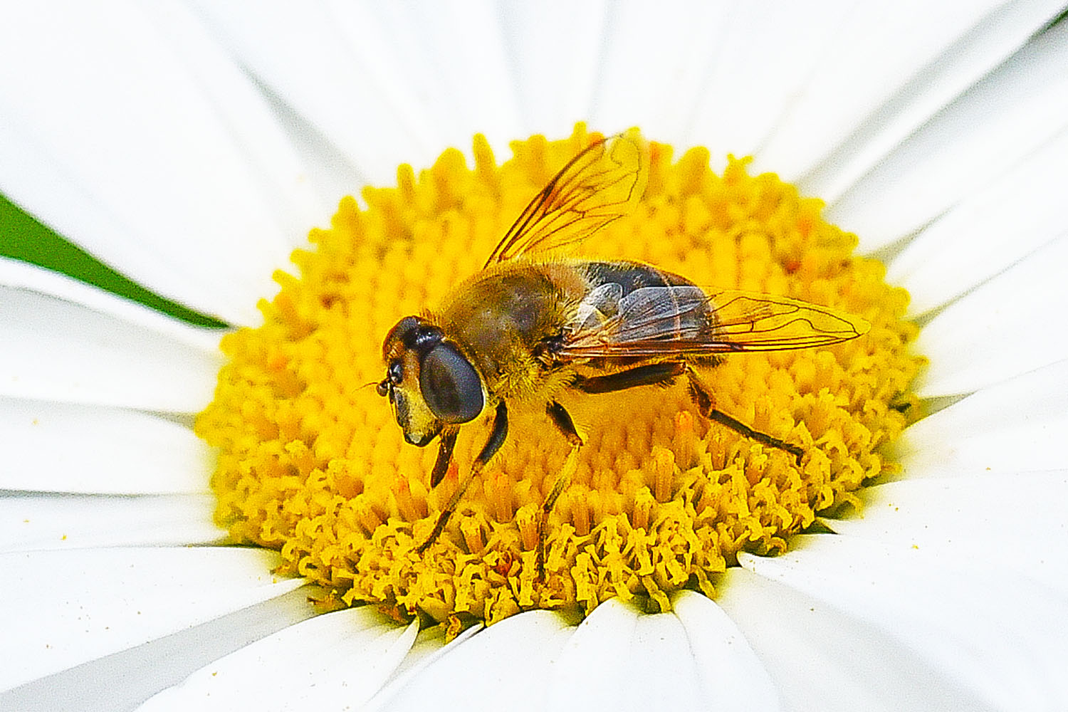 Insektennahrung