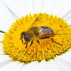 Insektennahrung