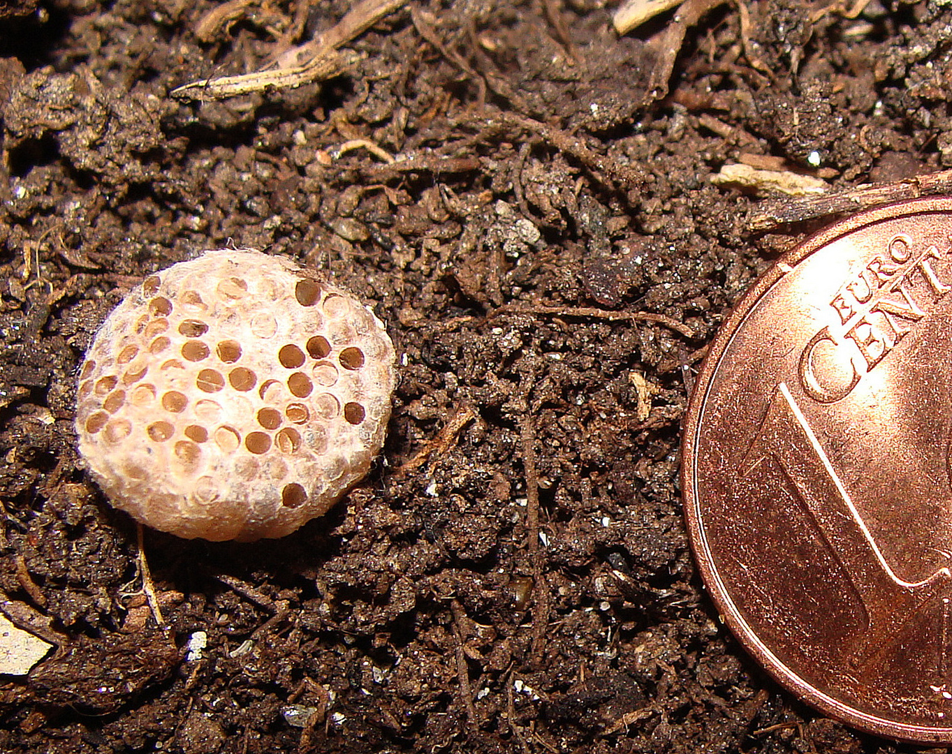 Insektennest