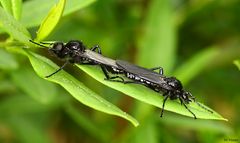 Insektenpaar feiert Hochzeit