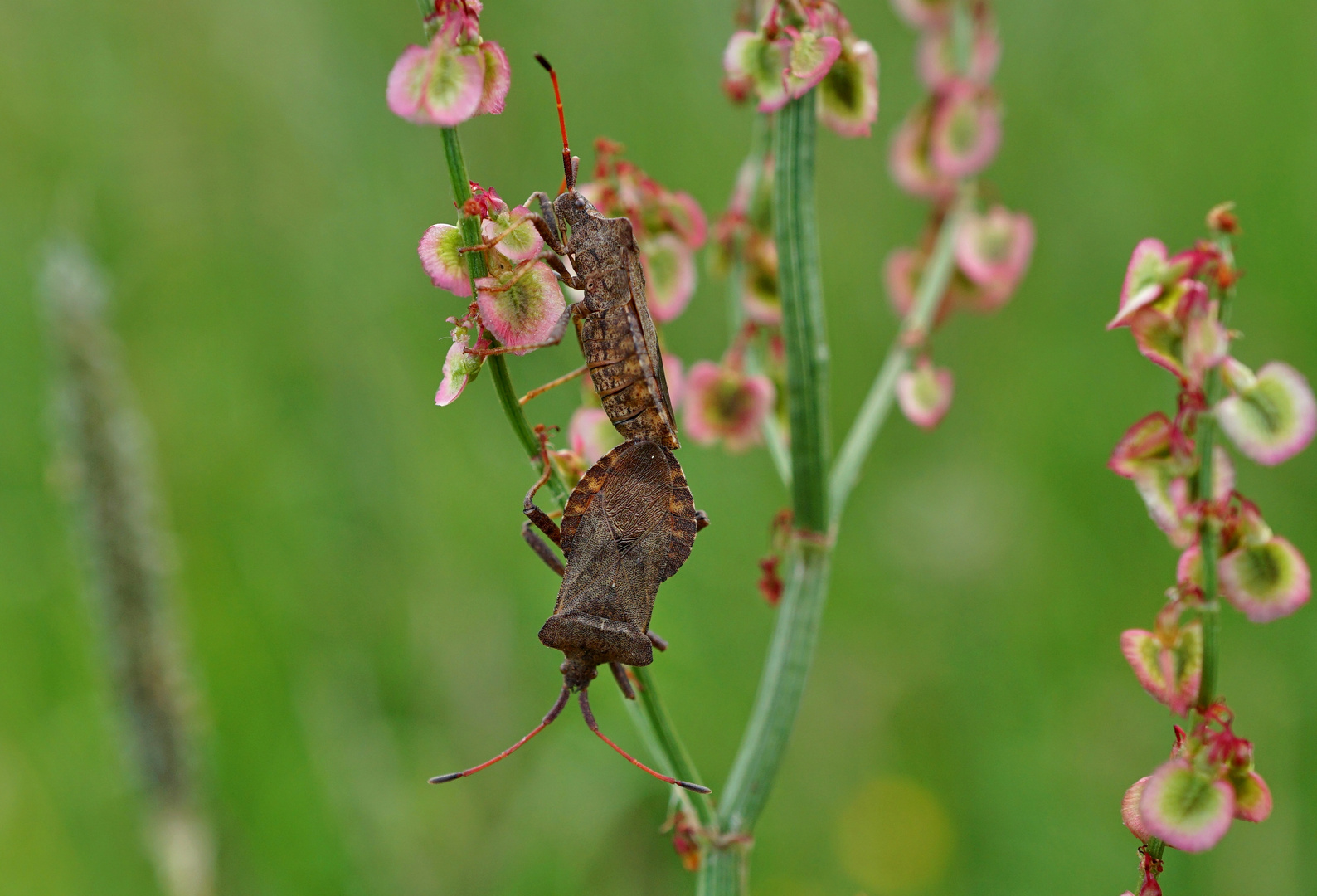 Insektenpaarung 21: Blattwanzen