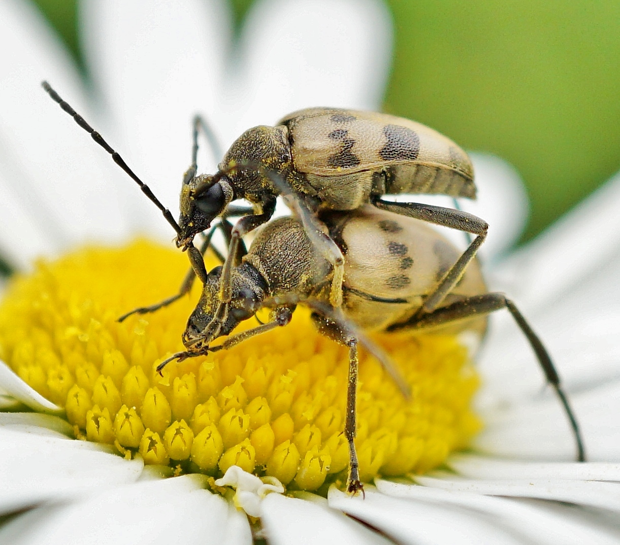 Insektenpaarung 22a: Käfer??