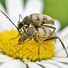 Insektenpaarung 22a: Käfer??