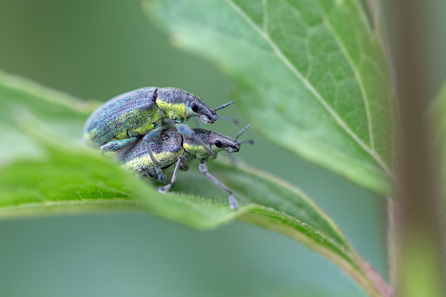 Insektenpaarung