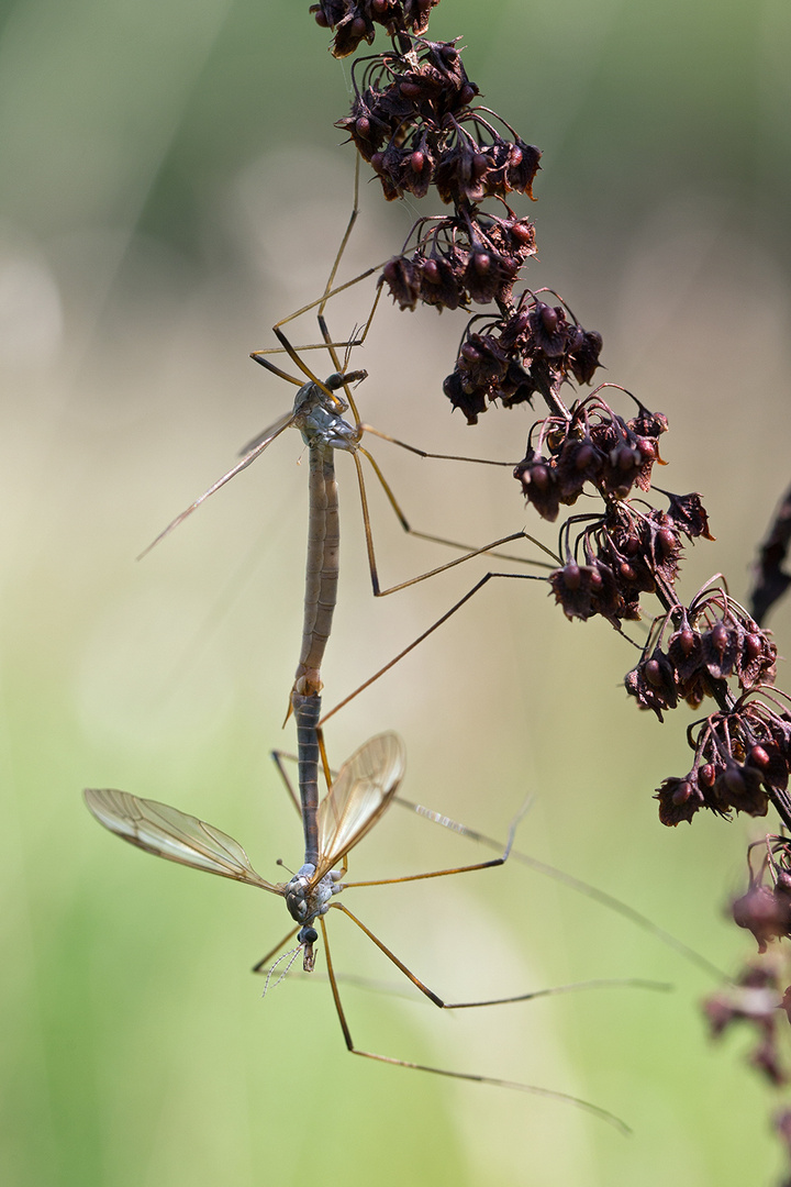 Insektenpaarung am 3. September 2017 am späten Nachmittag