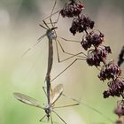 Insektenpaarung am 3. September 2017 am späten Nachmittag