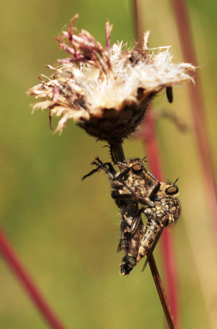 Insektenpaarung