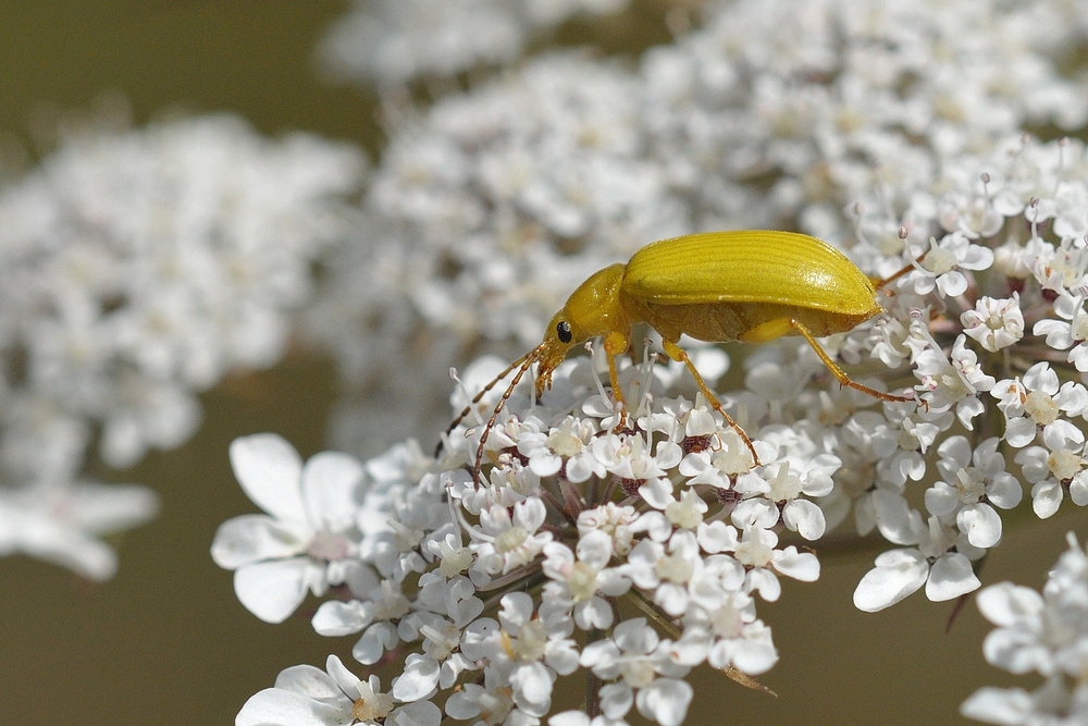 Insektenparadies am Schlimmer Graben: Schwefelkäfer