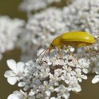 Insektenparadies am Schlimmer Graben: Schwefelkäfer