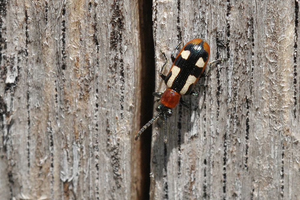 Insektenparadies am Schlimmer Graben: Spargelhähnchen