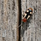 Insektenparadies am Schlimmer Graben: Spargelhähnchen