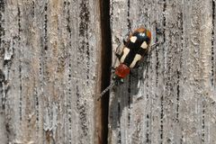 Insektenparadies am Schlimmer Graben: Spargelhähnchen