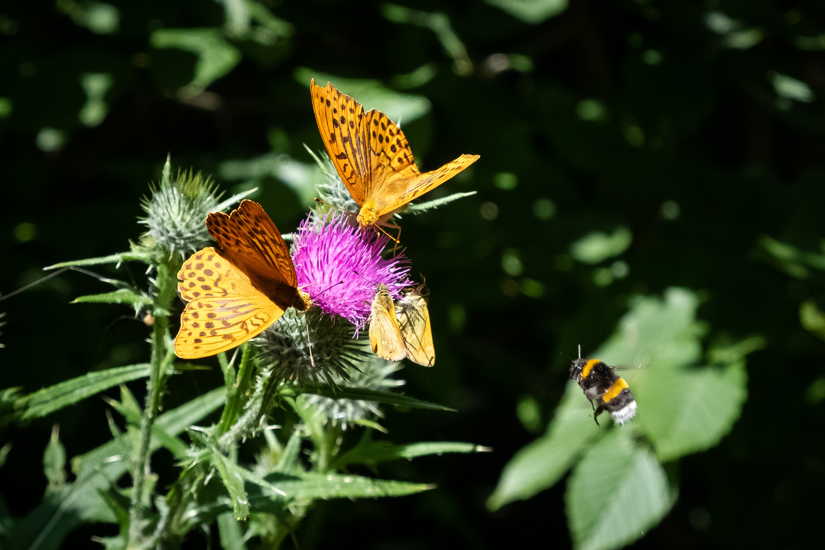 Insektenparadies an der Isenach