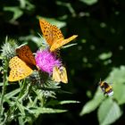 Insektenparadies an der Isenach