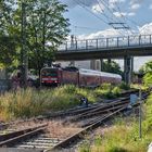 Insektenparadies Bahnsteig