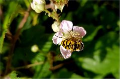 Insektenparadies Brombeerhecke