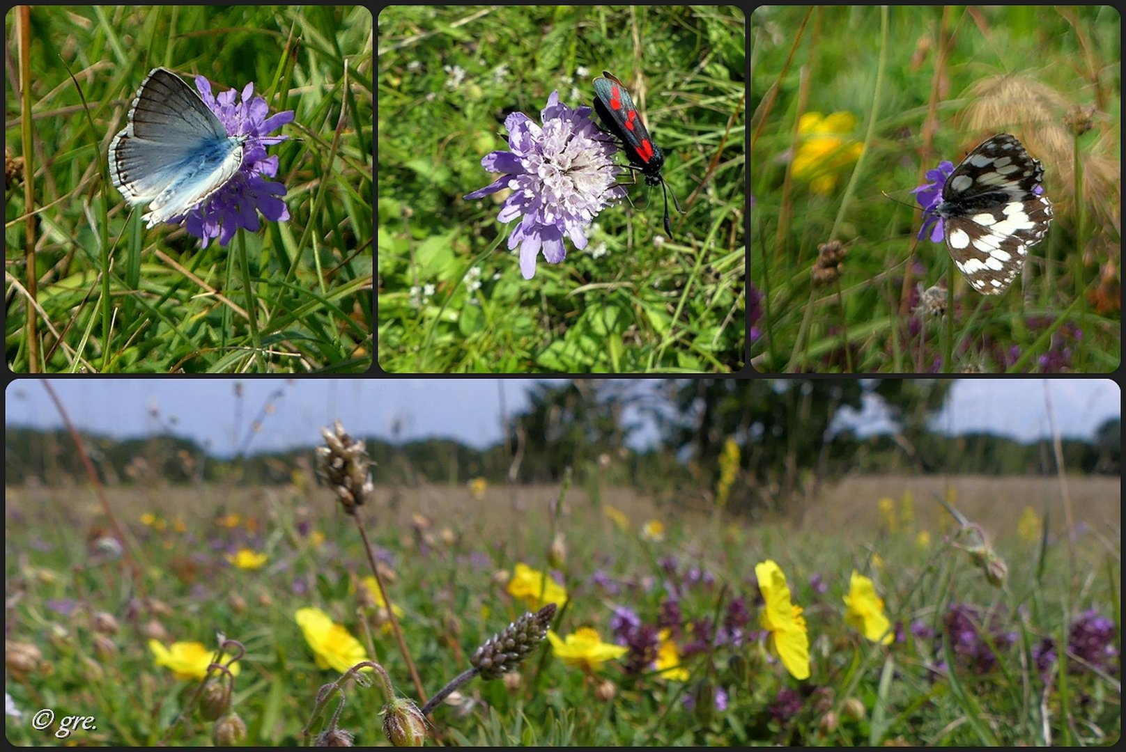 Insektenparadies 