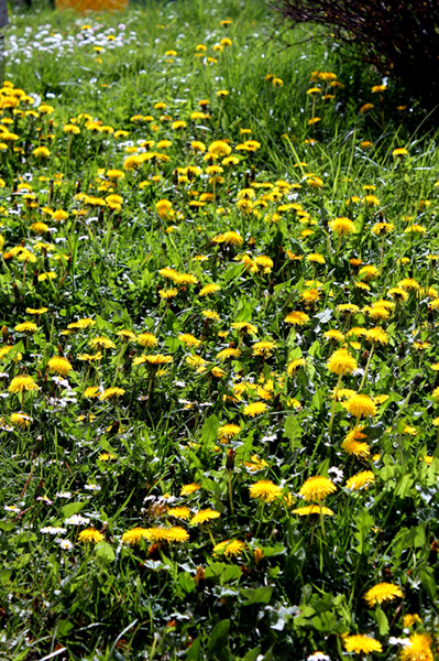 Insektenparadies mit reichlich gedecktem Tisch